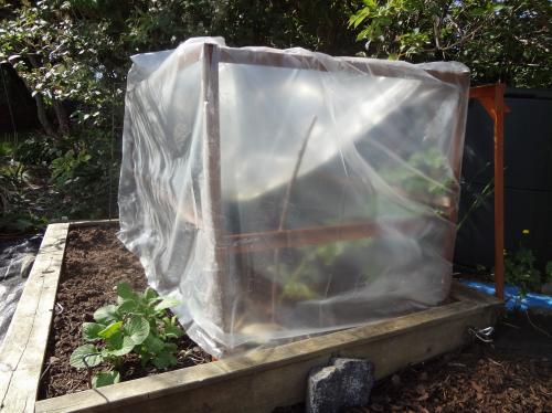 Makeshift greenhouse
