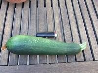 2012 1st zucchini