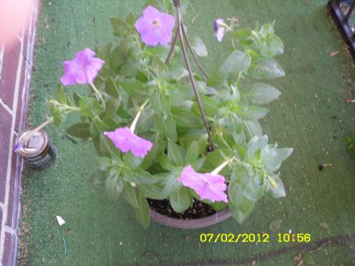 Another view of petunias