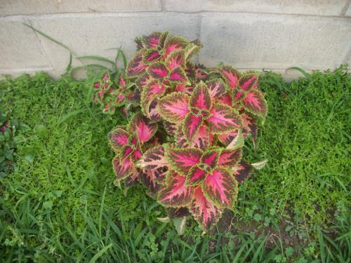 A few Coleus. Still have weeds to pull out.