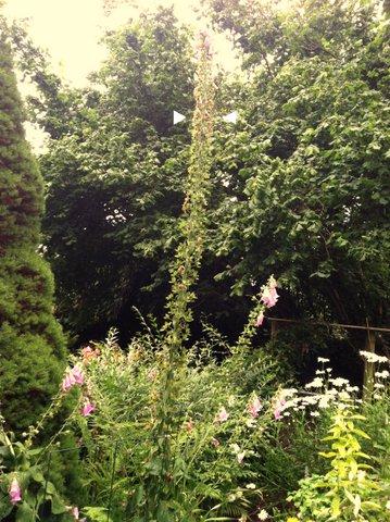 top of foxglove above and beyond the arrows