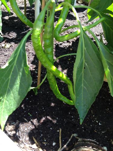 heirloom pepper plant