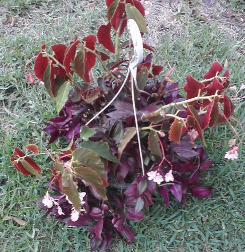 Begonia 'castaway' with Tradescantia zebrina