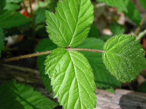 Rubus leaf