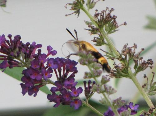 Clearwing hummingbird moth..look closely