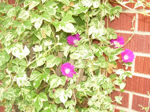 Morning Glory blooms this a.m.
