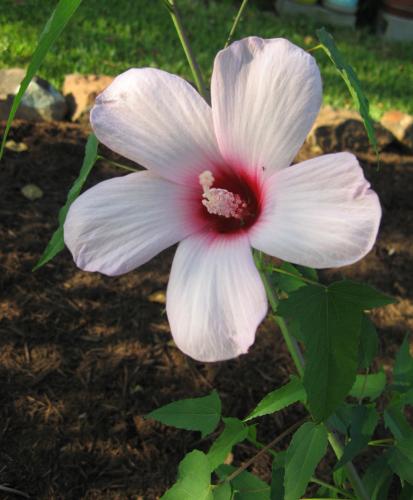 Lady Baltimore or Hardy Hibiscus?