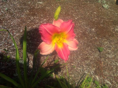two toned day lily