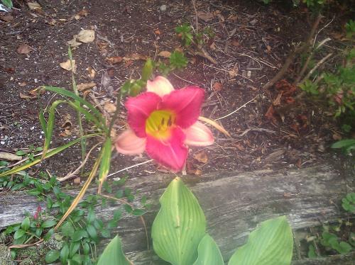 2 toned day lily