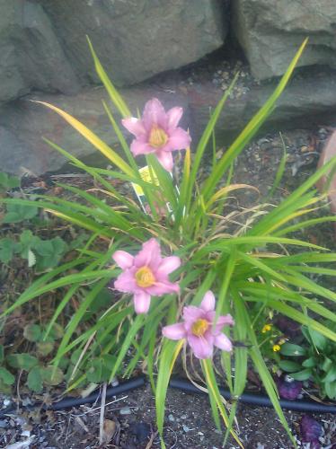 The purple day lilies