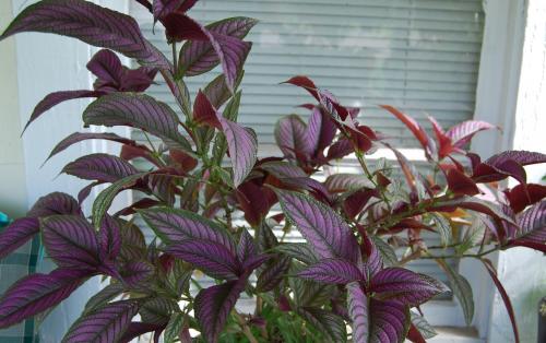 Potted Persian shield (Strobilanthes dyerianus)