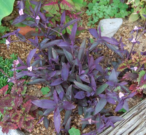 Purple heart (Tradescantia pallida)