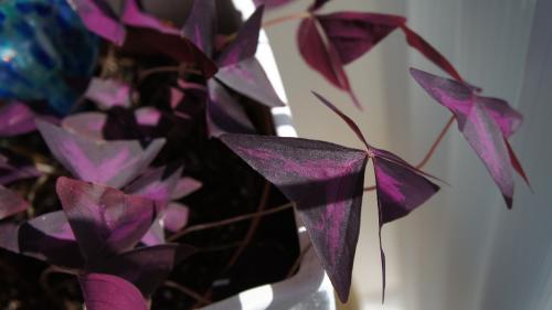 healthy purple shamrock leaves