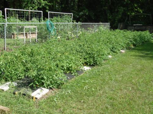 My 72 plant canning Tomato bed