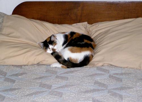 One pillow, two pillows, MY pillows