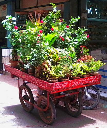 The Plant Push Cart!