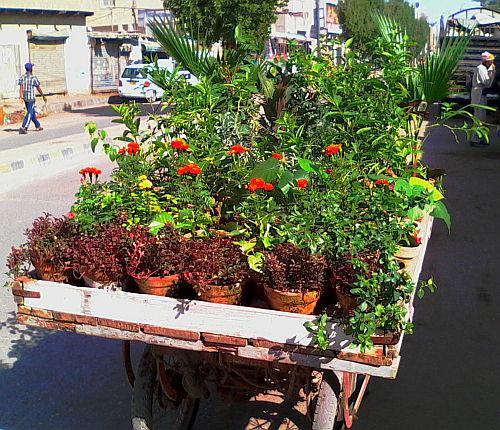 Another plant pushcart!