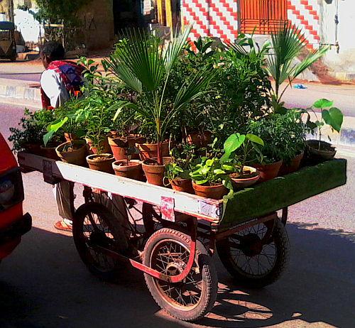 Same new plant pushcart again!