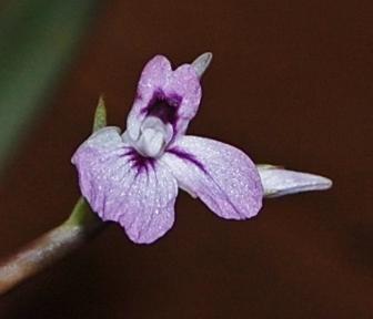 Maranta flower