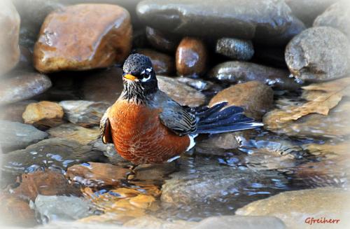 Robin bathing in the creek