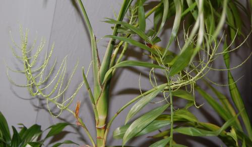 parlor palm flowers (Chamaedorea elegans)