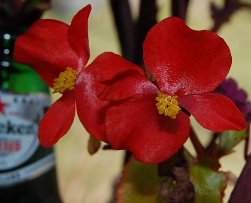 Red wax Begonia blooming in January