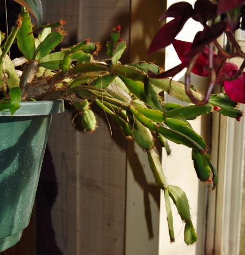 Easter cactus with January buds
