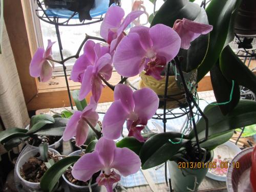 Orchid Jan 2013