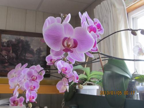 orchids Jan 2013