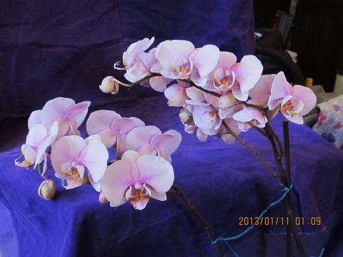 orchid Jan 11 2013