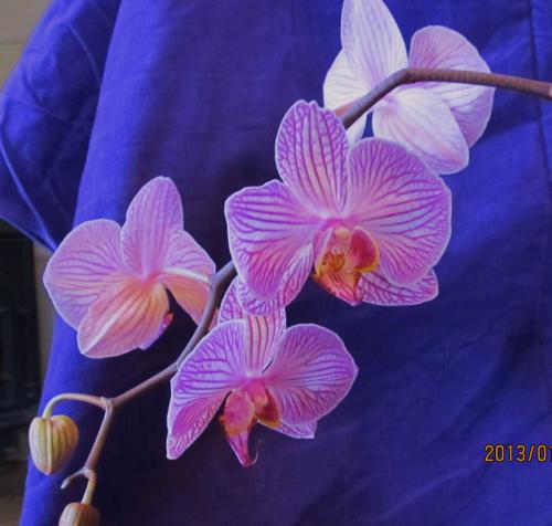 orchid Jan 11 2013