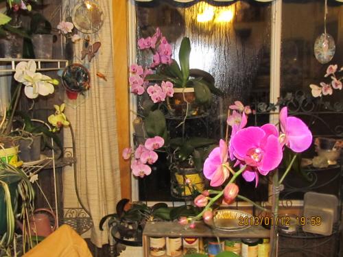 orchids in plant room.