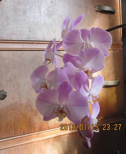 Large orchid in bedroom. 1st with tripod.