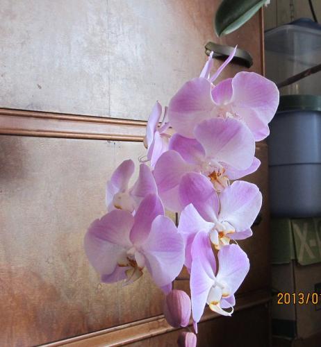orchid in bedroom. with tripod.