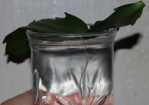 Thanksgiving cactus cutting making a root in water