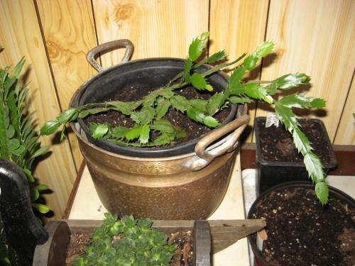Christmas Cactus - one year later