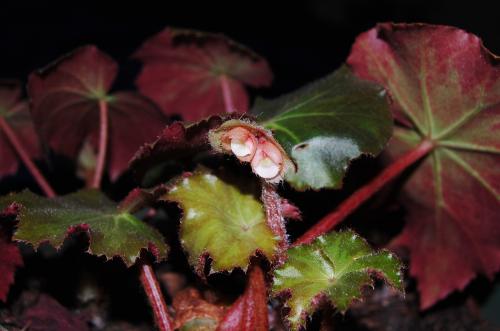 Begonia with pink on leaf backs, tiny flowers