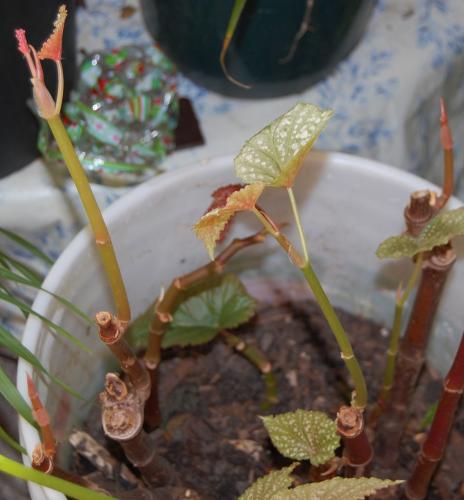 New leaves on Begonia 'Lucerne' are pink