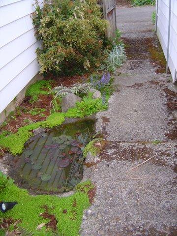 Small Pond Between house and garage