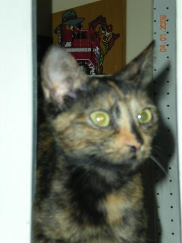 This is Pumpkin she was our first kitty and she is also Hiro's mommy