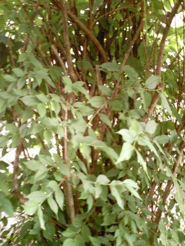 back of bush, main stems