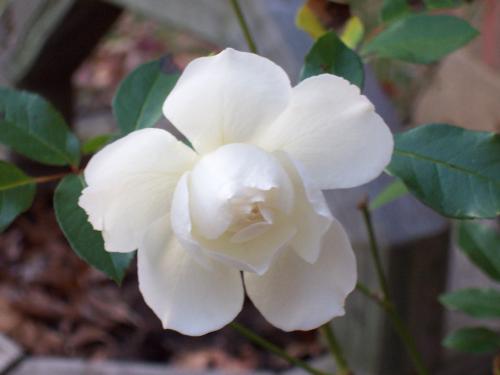 My White Rose