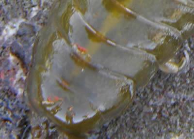 Isopod 2