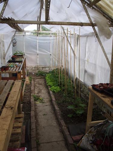 Inside my greenhouse