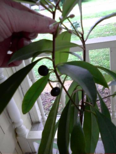 Dark pruple or black berry on mystery plant...