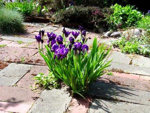 Miniture Iris is front patio