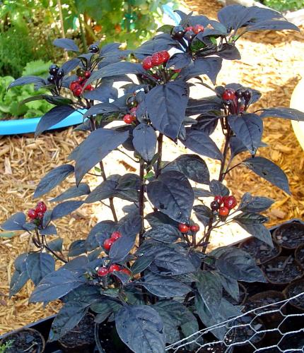 Hot Black Pearl Peppers