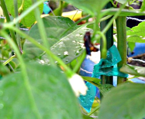 a wet little bee taking cover in the peppers
