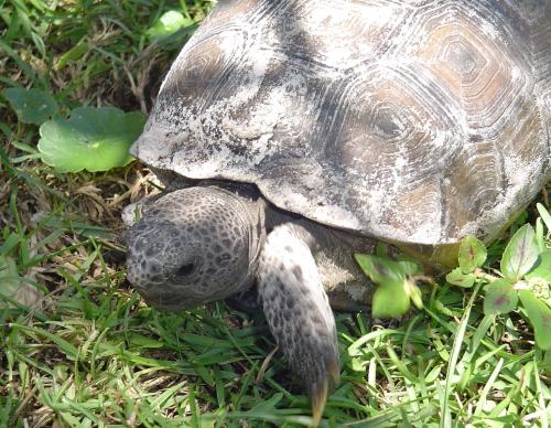 Our favorite gopher tortoise is back this year!!