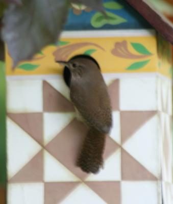 Female wren at house